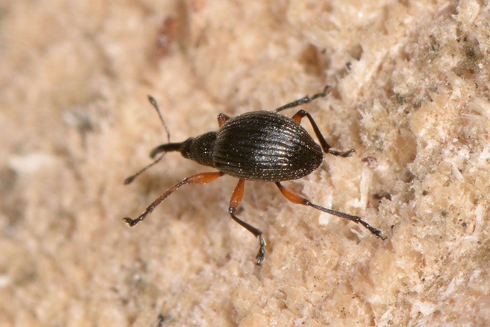 Protapion trifolii?